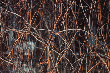 beautiful background texture consisting of dry vines with black grapes on the street