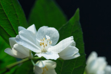 Obraz na płótnie Canvas apple tree flowers photo