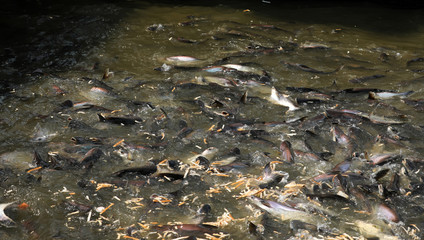 Fische im Fluß Chao Praya in Bangkok