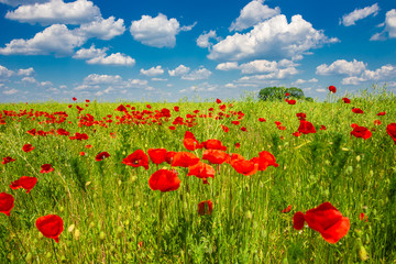 Fototapeta na wymiar Spring spirit at red field of poppies and beautiful nature in panorama under blue sky, countryside