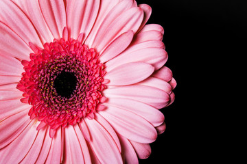 Pink, round gerbera flower head isolated on black background.