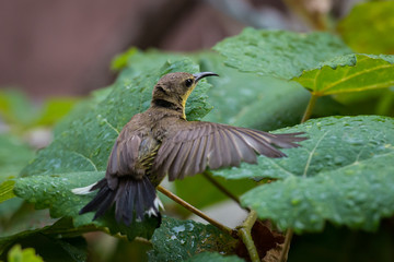 Female sun bird playing bathing  with the water droplets on the leaves.