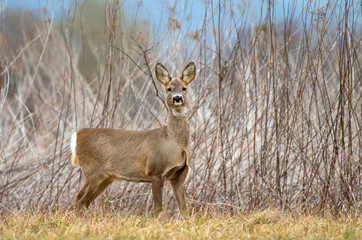 Naklejka na ściany i meble Wild female roe deer standing in a field