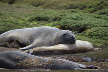 elephant seal southern island Kerguelen