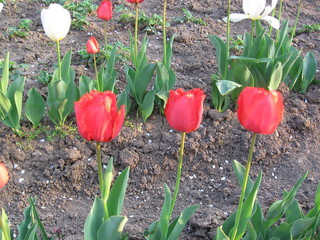 tulips