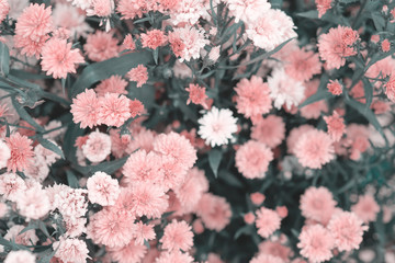 Fototapeta premium Colorful flowers chrysanthemum for background,Abstract,texture,Soft and Blurred style.postcard.