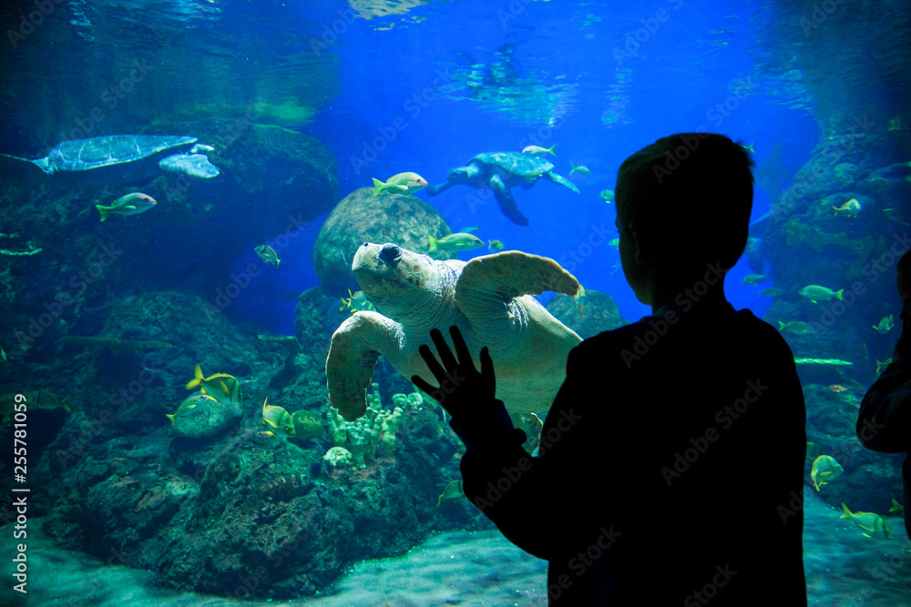 Wall mural silhouette of a young boy looking at colorful tropical reef fish and sea turtles in a large aquarium - Wall murals