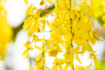Beautiful natural golden flower or Cassia fistula