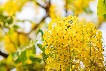 Beautiful natural golden flower or Cassia fistula