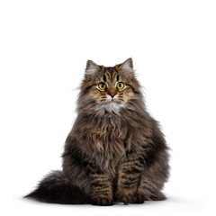 Fototapeta na wymiar Cute friendly classic tabby Siberian cat kitten with amazing fur, sitting facing front with tail curled around body. Looking curious at camera with big yellow eyes. Isolated on white background.