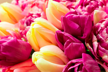 Obraz premium Beautiful bouquet of fresh colorful pink purple tulips flowers. Greeting card. Mothers day, womens day, valentines day. Floral background