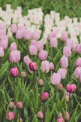 Field of pastel colored tulips