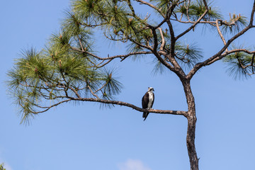 Eagle perched on branch in tall Florida tree