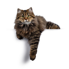 Cute friendly classic tabby Siberian cat kitten with amazing fur, laying down with paw hanging down from edge. Looking curious at camera with big yellow eyes. Isolated on white background.