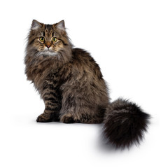 Cute friendly classic tabby Siberian cat kitten with amazing fur, sitting side ways with tail hanging from edge. Looking curious at camera with big yellow eyes. Isolated on white background.
