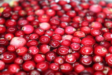 : red cherry background of cherries