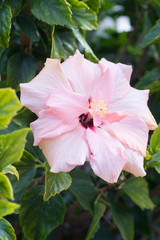 pink hibiscus flower, ingredient of fruit infusion tea