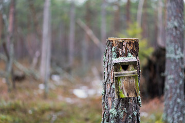 wooden birdhouse to a tree in the forest