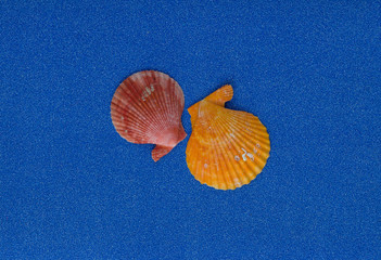 Summer composition with shells on blue glitter background