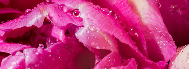 Tulip petal with waterdrops background. Close up photo, macrophotography. Greeting card. Floral background