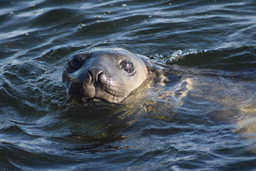 elephant seal southern island Kerguelen