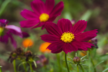 Obraz premium Cosmos flowers blooming with green leaves. Cosmos flowers green garden background