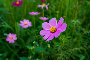 Obraz premium Cosmos flowers blooming with green leaves. Cosmos flowers green garden background