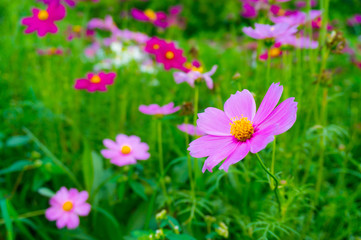 Fototapeta premium Cosmos flowers blooming with green leaves. Cosmos flowers green garden background