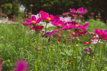Fototapeta premium Cosmos flowers blooming with green leaves. Cosmos flowers green garden background