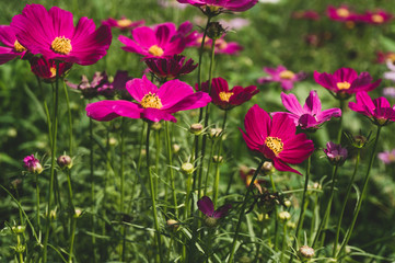 Cosmos flowers blooming with green leaves. Cosmos flowers green garden background