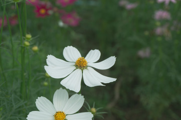 white cosmo flowers with green leaves background