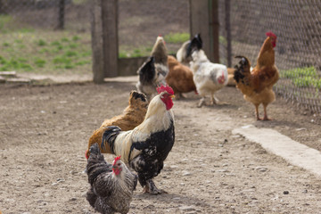 Chickens and roosters have breakfast together,