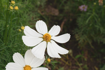 Obraz premium white cosmo flowers with green leaves background