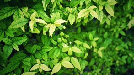Ornamental plants for fence that has no flowers but is filled with lush green leaves.