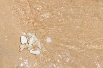 White shells and coral in the sand on the seashore