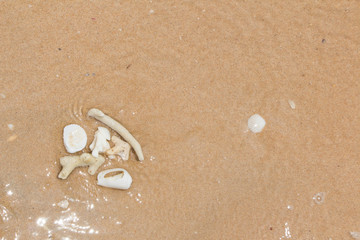 White shells and coral in the sand on the seashore