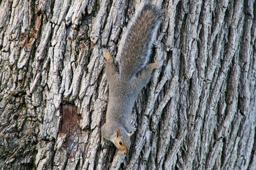 Squirrel in the tree