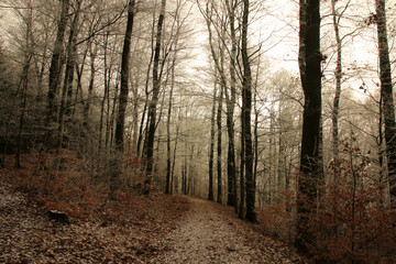 Obraz premium Winterlandschaft im Odenwald