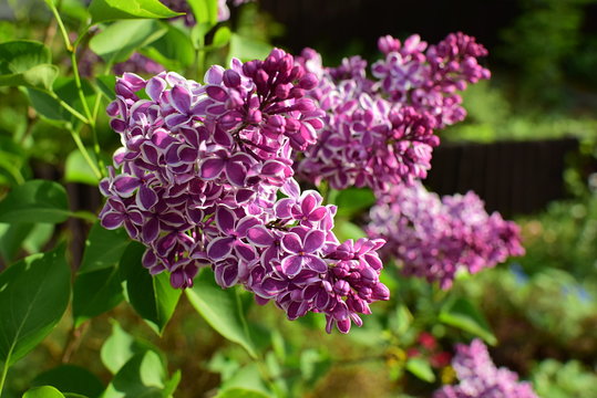  Blooming Violet Lilac Sensation In Spring Season