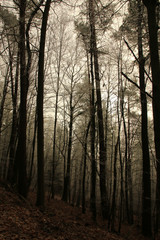 Winterlandschaft im Odenwald
