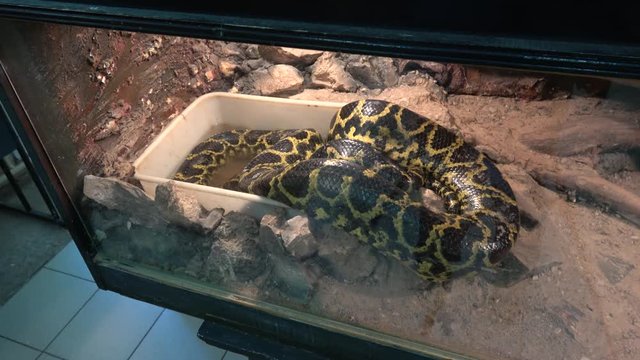 Visiting the zoo
