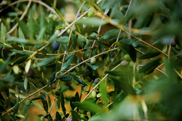 Olive tree in nature