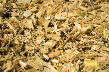 Fermented corn silage. Energy feed for livestock - maize silage. Corn silage chopped for feeding livestock. Food for cattle in winter. Close-up. Texture. 