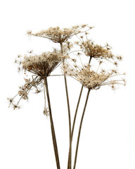 Dry flower with seeds isolated on white. Dried plants isolated on white. Detail of dry plants for...