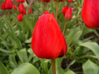 tulips