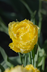 Double fringed yellow tulip