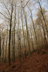 Winterlandschaft im Odenwald