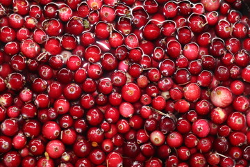 cranberries on a wooden background