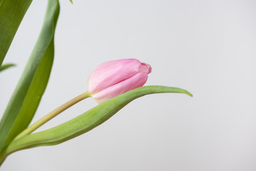 Frühlingsblume / Tulpe
