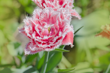 Queensland terry fringed tulip in garden.